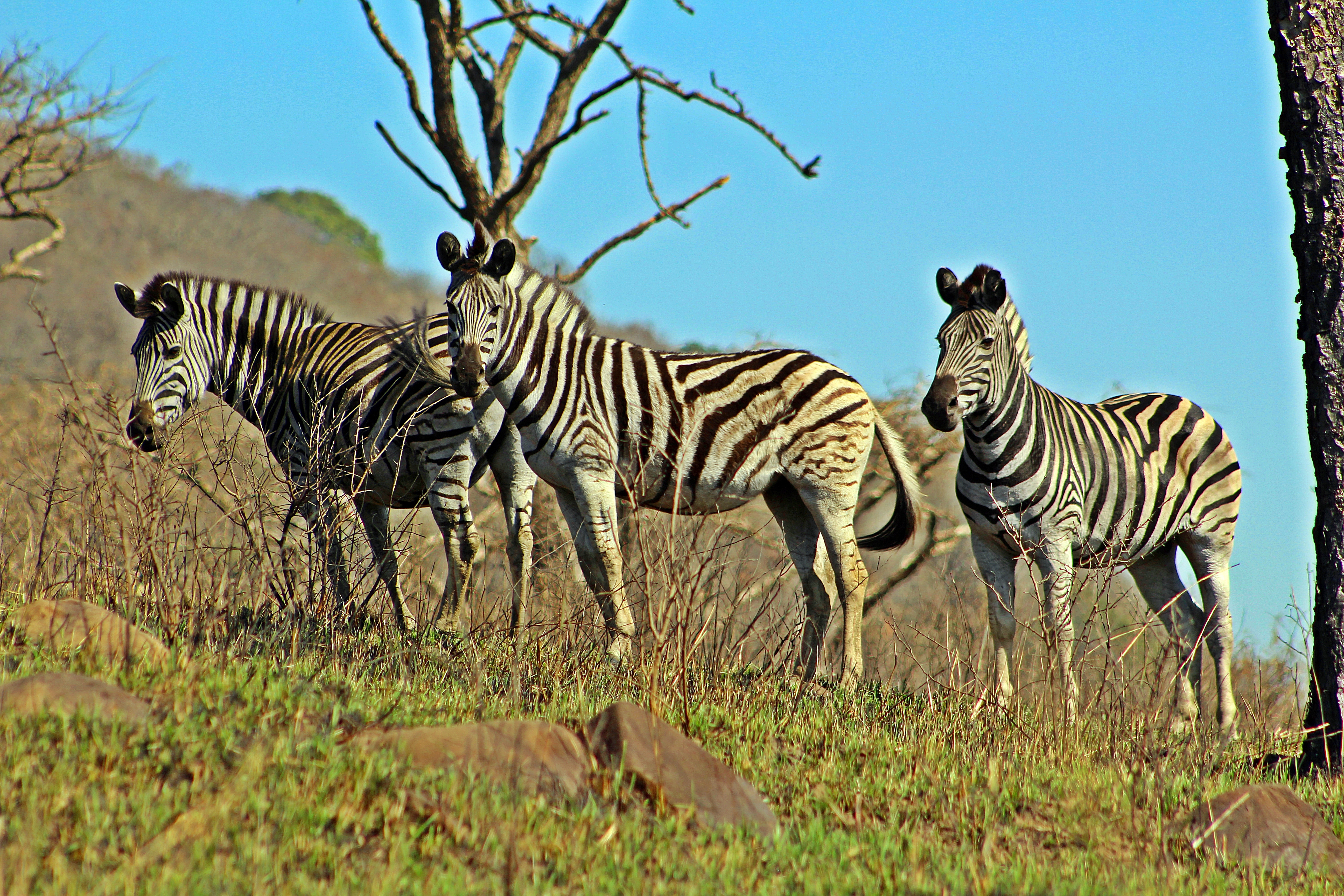 African wildlife at sunset