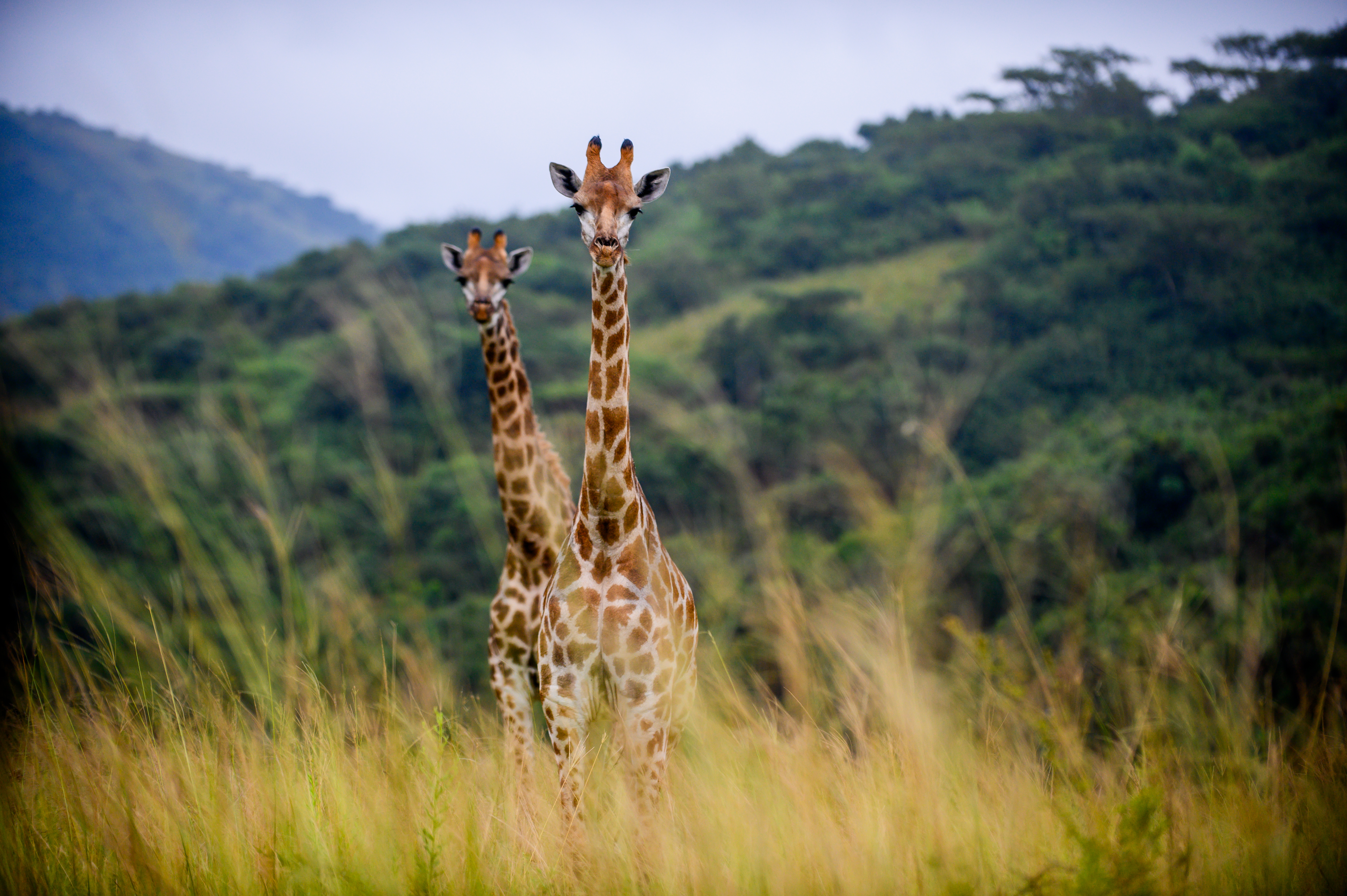 South African game reserve at sunset